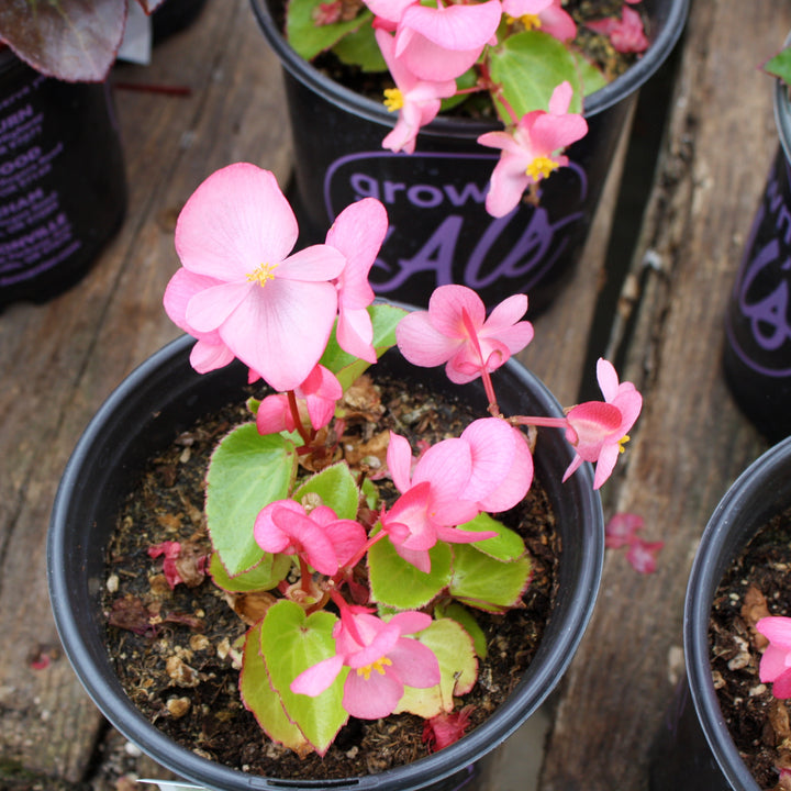 Al's Garden & Home 'Big Pink Green Leaf' Begonia, 1 Gallon annual