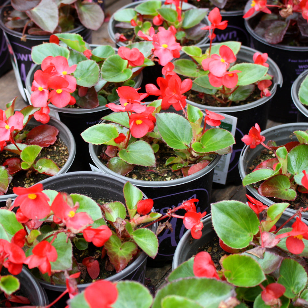 Al's Garden & Home 'Big Red Green Leaf' Begonia, 1 Gallon annual