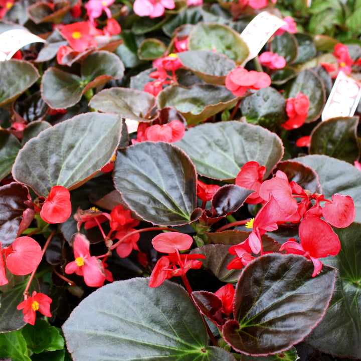 Al's Garden & Home 'Big Red Bronze Leaf' Begonia, 6-Pack annual