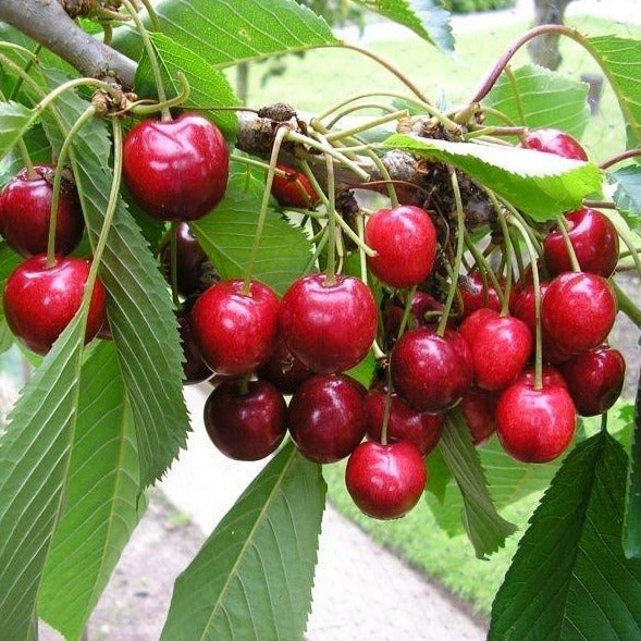 Al's Garden & Home 'Bing' Semi-Dwarf Cherry (Prunus avium), 7 Gallon edible tree