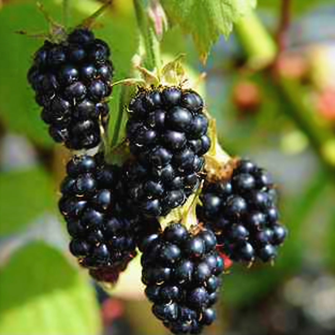 Al's Garden & Home 'Black Satin' Blackberry (Rubus fructicosus), 1 Gallon edible vine