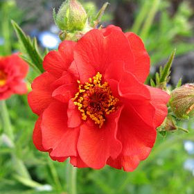 Avens
