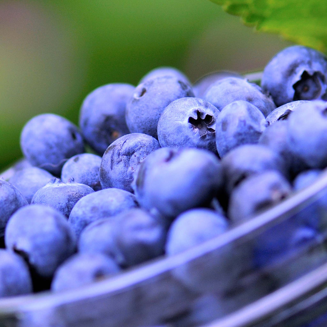Al's Garden and Home Bowl of Blueberries