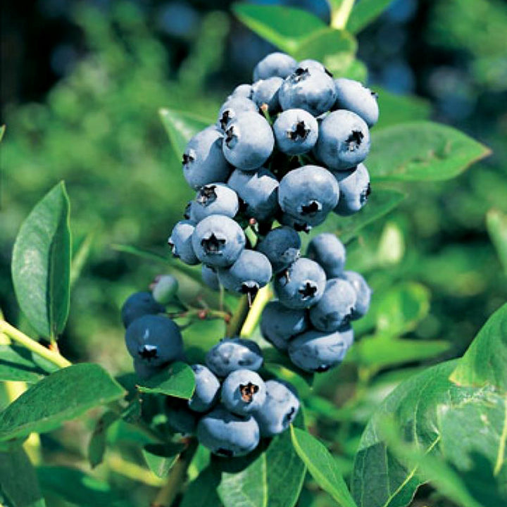 Al's Garden & Home 'Elliott' Blueberry (Vaccinium), 1 Gallon edible shrub
