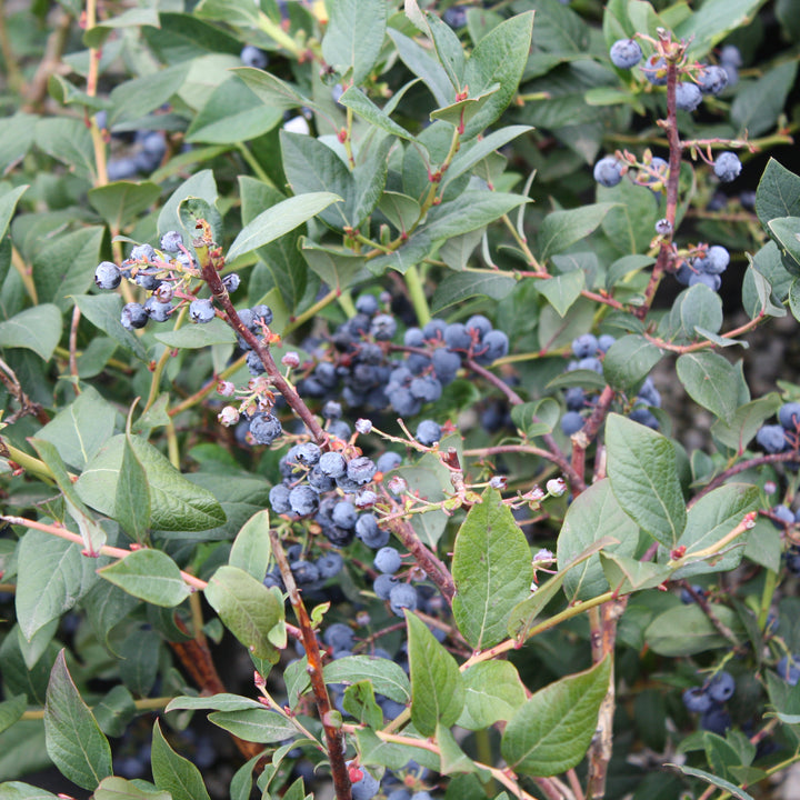 Al's Garden & Home 'Elliott' Blueberry (Vaccinium), 1 Gallon edible shrub