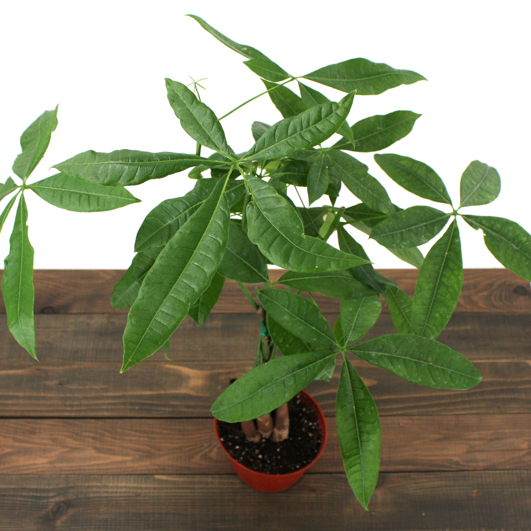 Al's Garden & Home generic Money Tree (Pachira aquatica), 4 Inch Braided houseplant