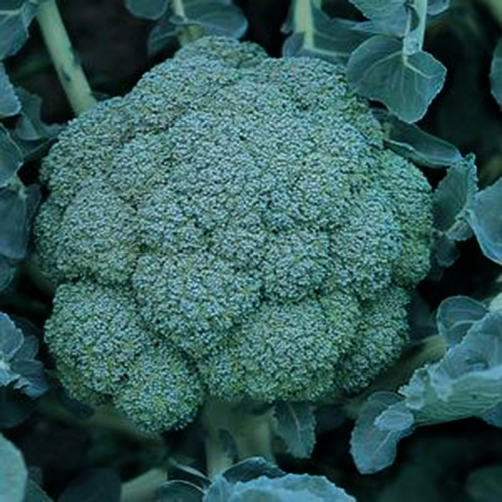 Al's Garden & Home 'Arcadia' Broccoli (Brassica oleracea var. italica), 6-Pack edible vegetable annual