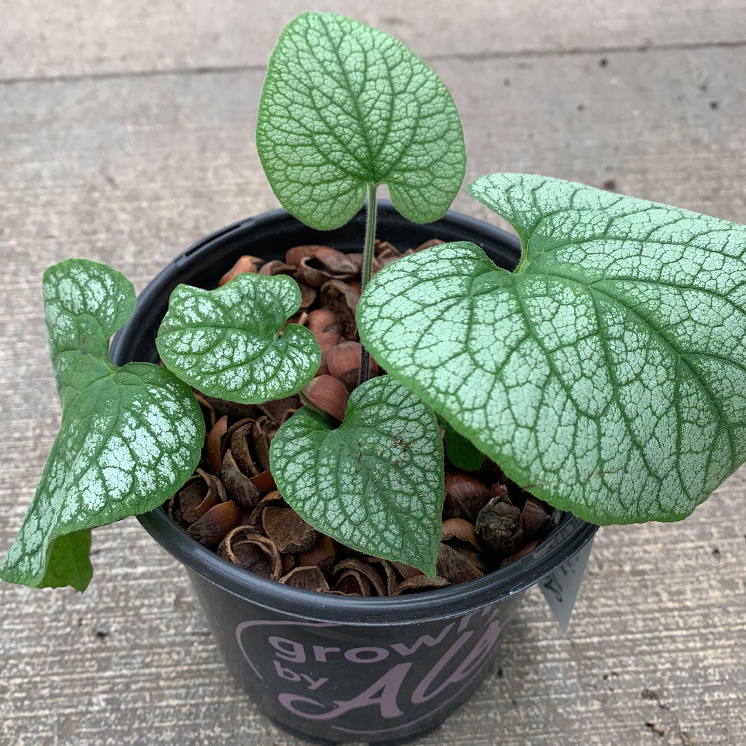 Heartleaf Brunnera