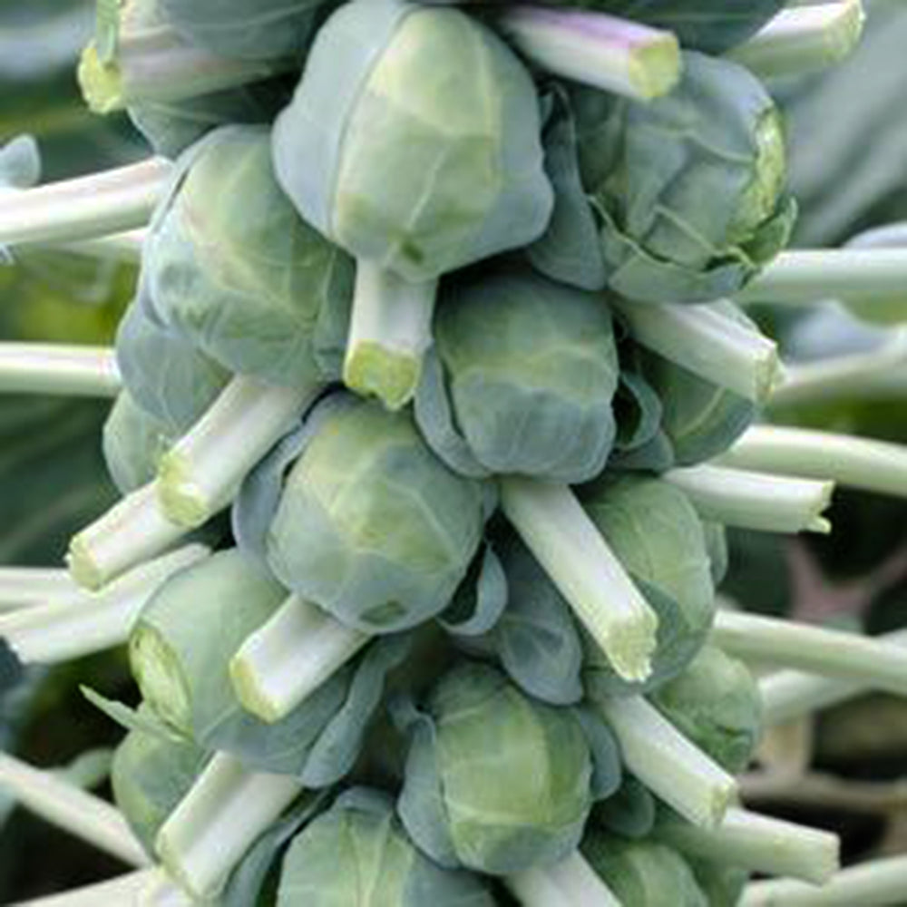 Al's Garden & Home 'Franklin' Brussel Sprouts (Brassica oleracea var. gemmifera), 6-Pack edible vegetable annual