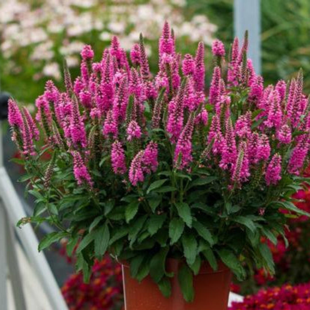 Al's Garden and Home 'Bubblegum Candles' Veronica perennial