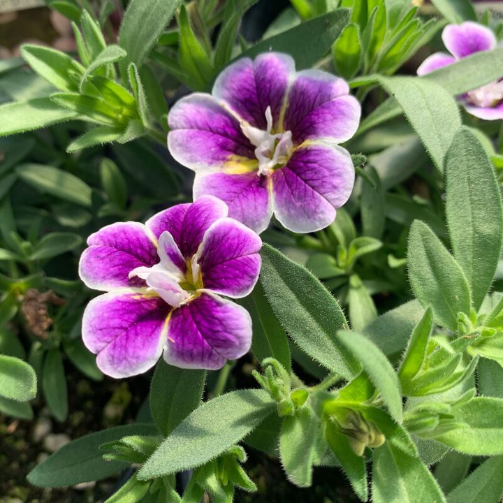 Al's Garden & Home 'Cabrio Amethyst' Million Bells (Calibrachoa), 4 Inch annual