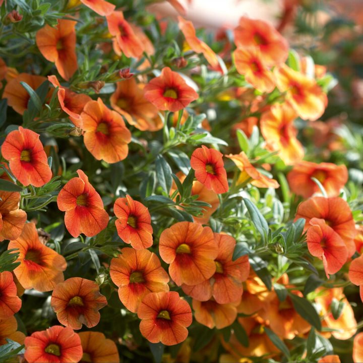 Al's Garden & Home 'Aloha Kona Hot Orange' Million Bells (Calibrachoa), 4 Inch annual