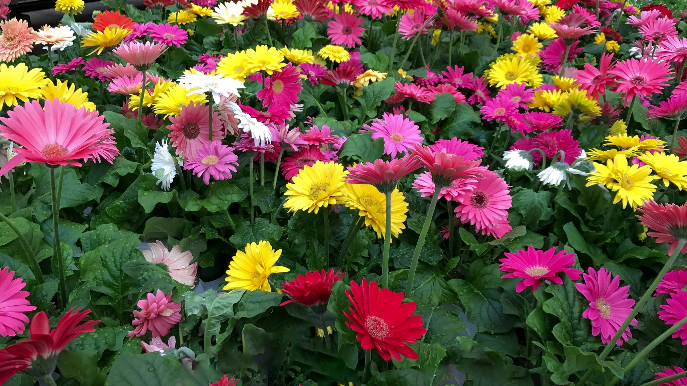 Annuals
