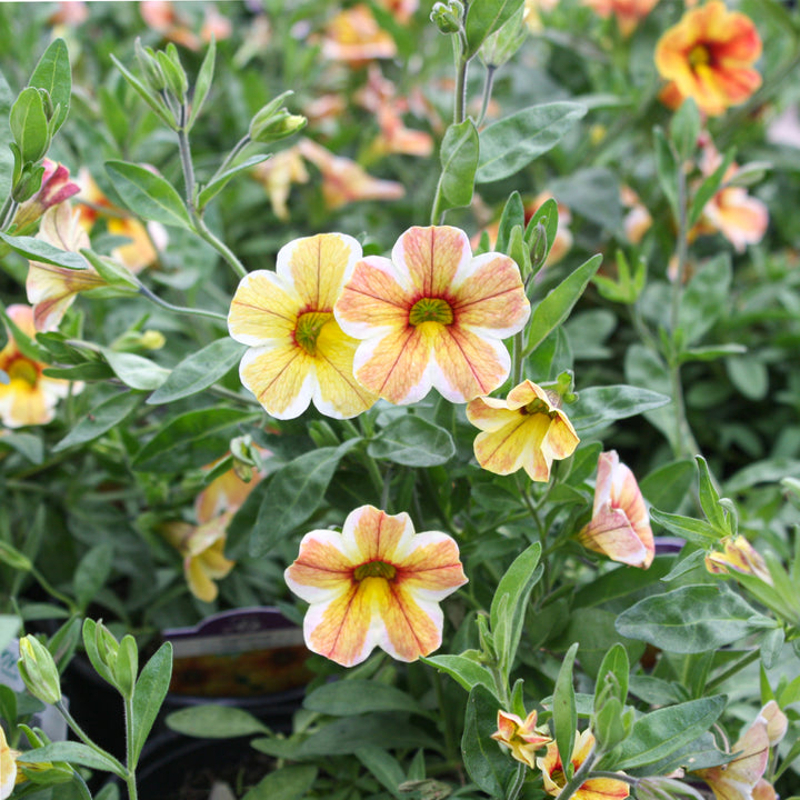 Al's Garden & Home 'Caramel' Million Bells (Calibrachoa), 4 Inch annual