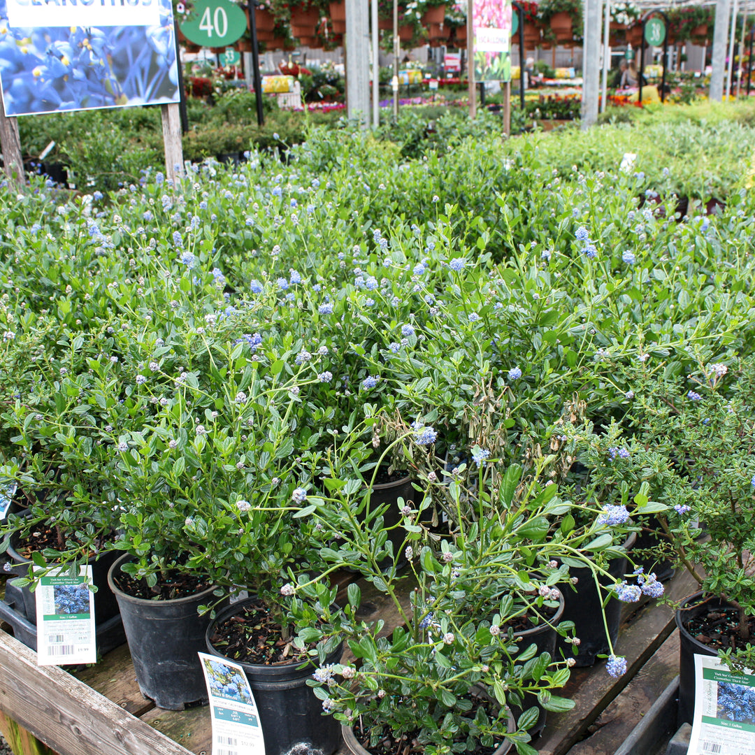 Karsseboom Nursery 'Victoria' California Lilac (Ceanothus impressus), 1 Gallon shrub