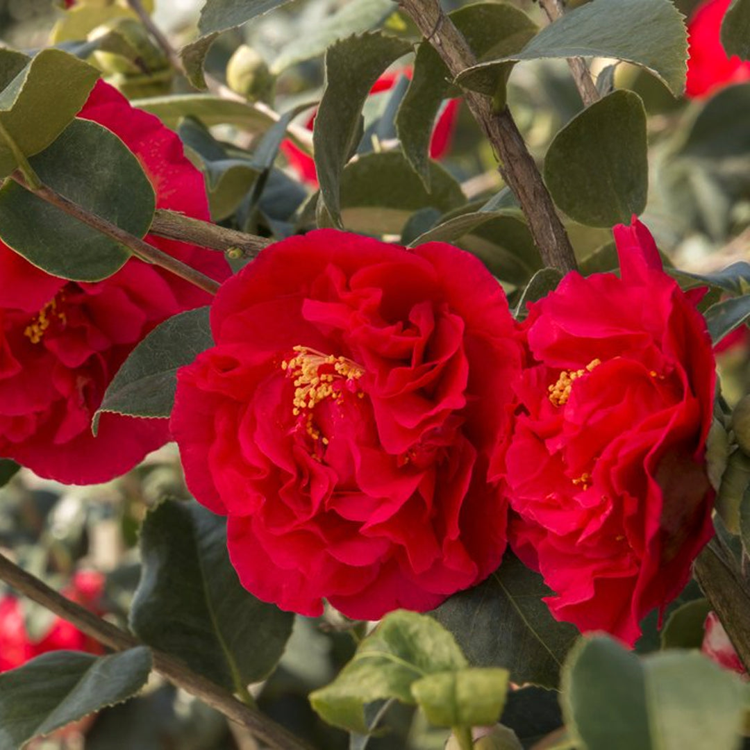 Al's Garden & Home 'Kramer' Camellia, 5 Gallon shrub