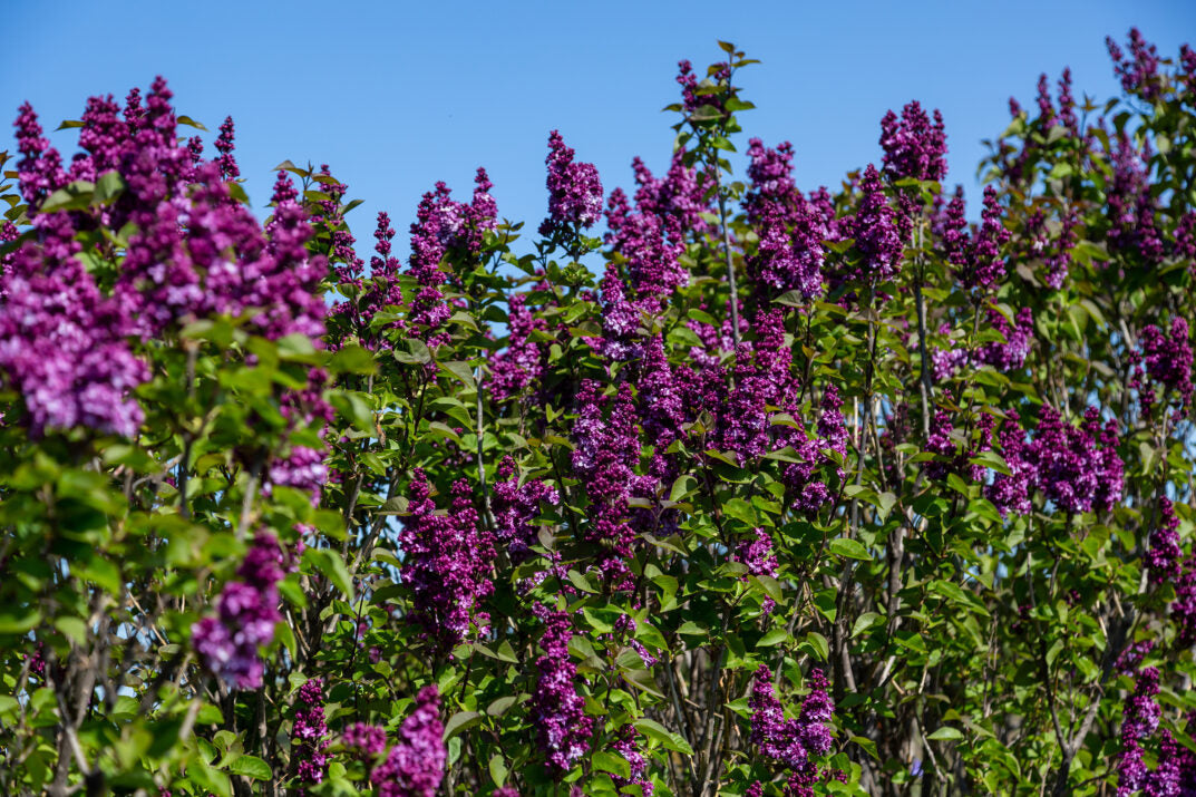 Trees, Shrubs, and Vines