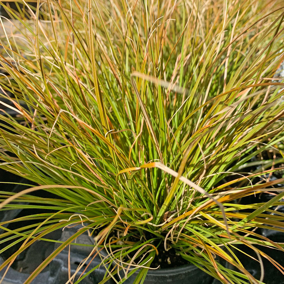 Orange Sedge
