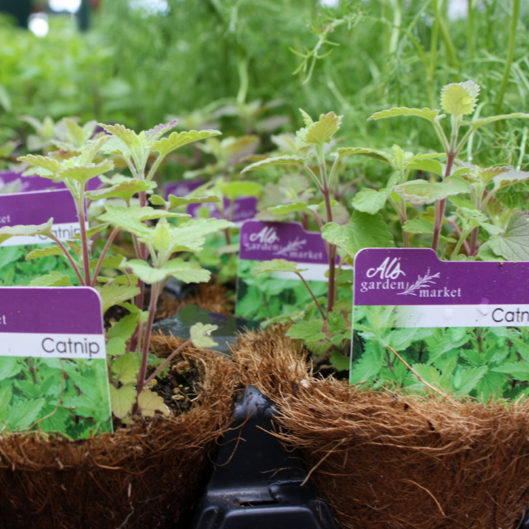 Al's Garden & Home generic Catnip (Nepeta cataria), 4 Inch edible herb