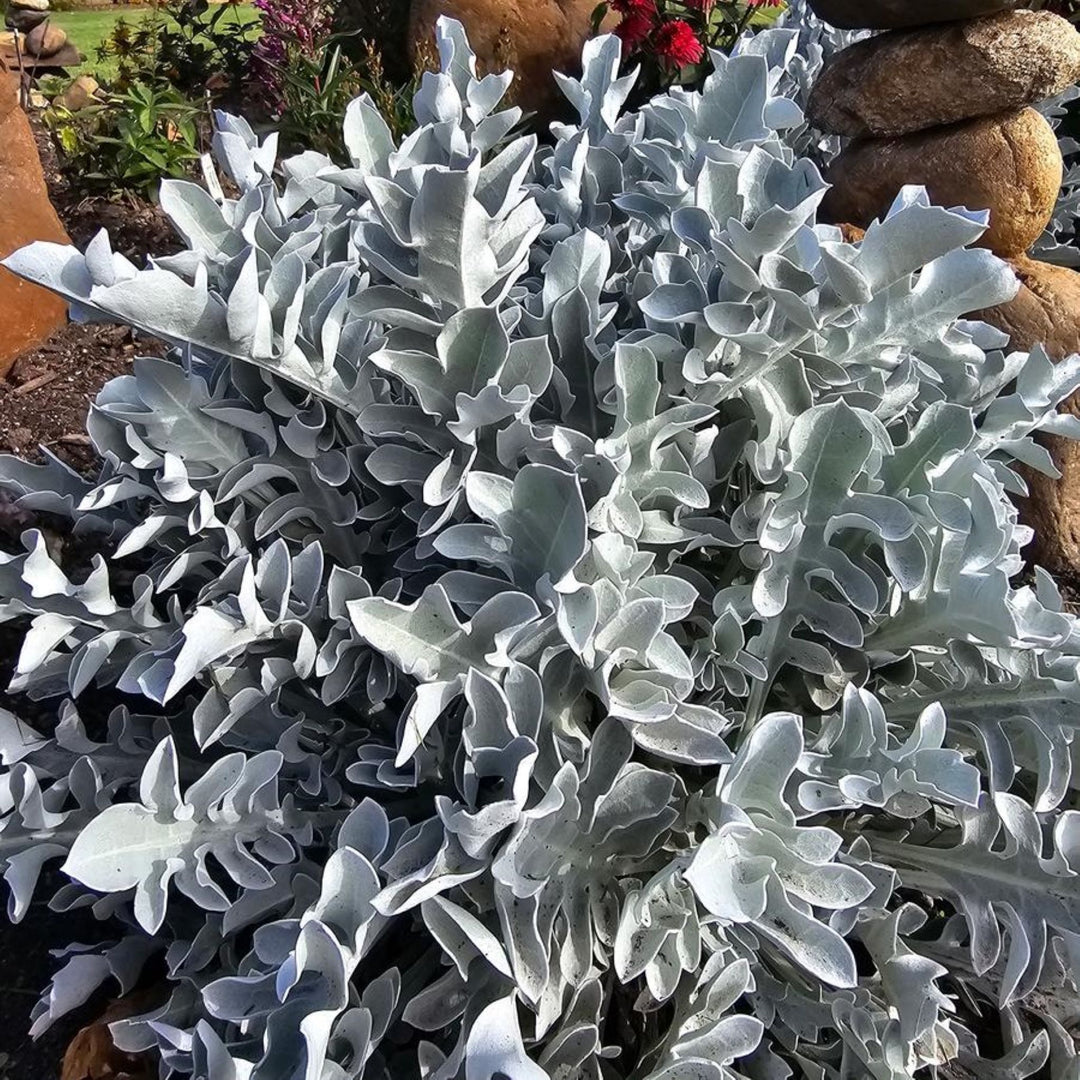 Dusty Miller