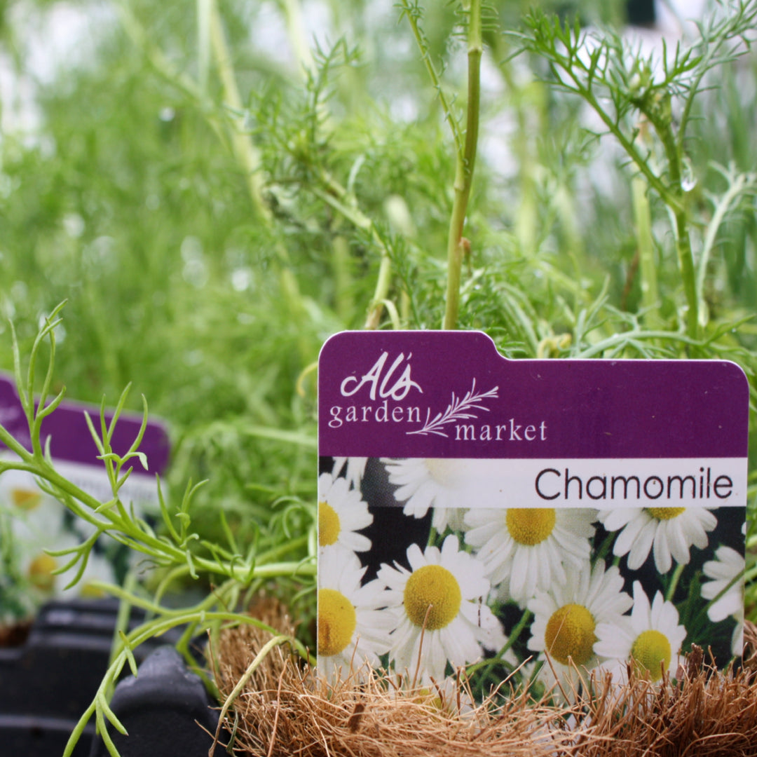 Al's Garden & Home 'German' Chamomile (Matricaria chamomilla), 4 Inch edible herb