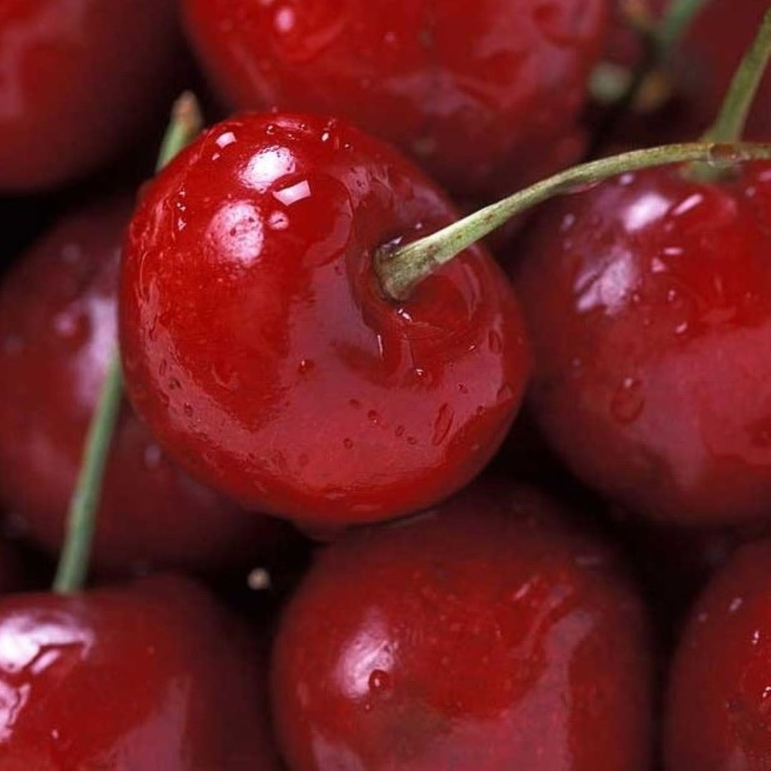 Dwarf Cherry Fruit Tree