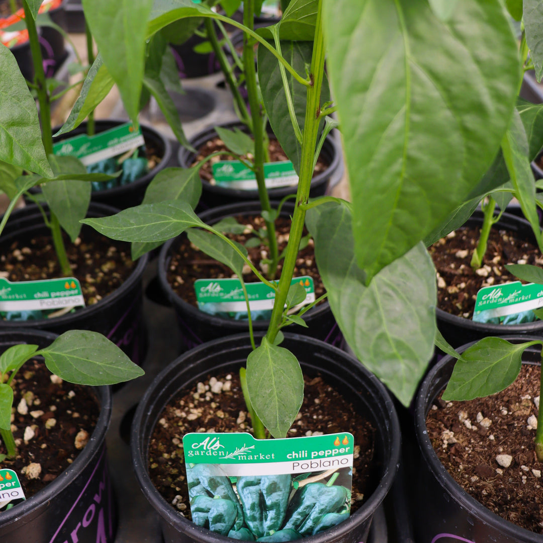Peppers - 1 Gallon