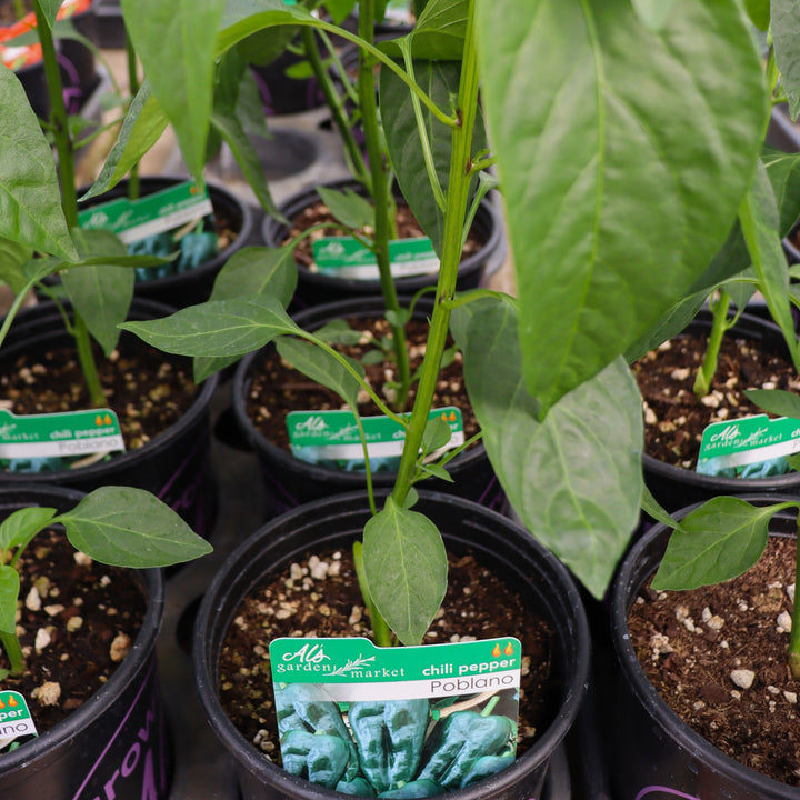 Peppers - 1 Gallon
