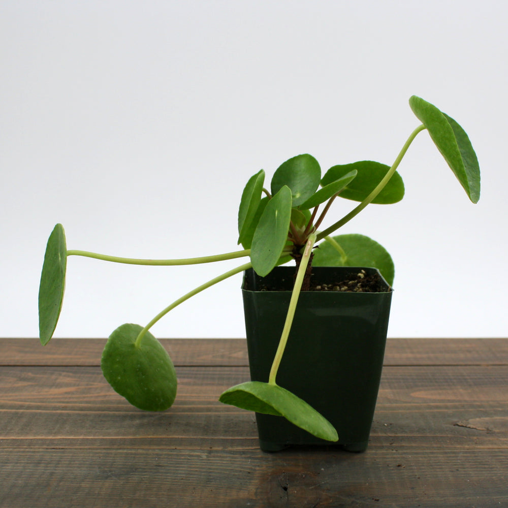 Al's Garden & Home generic Chinese Money Plant (Pilea peperomioides), 2 Inch houseplant