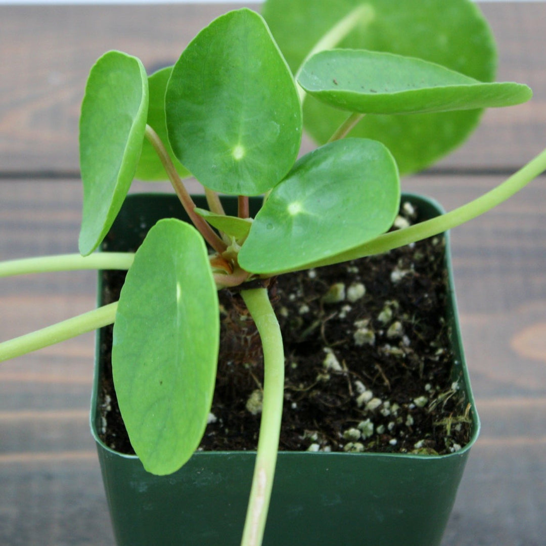 Al's Garden & Home generic Chinese Money Plant (Pilea peperomioides), 2 Inch houseplant