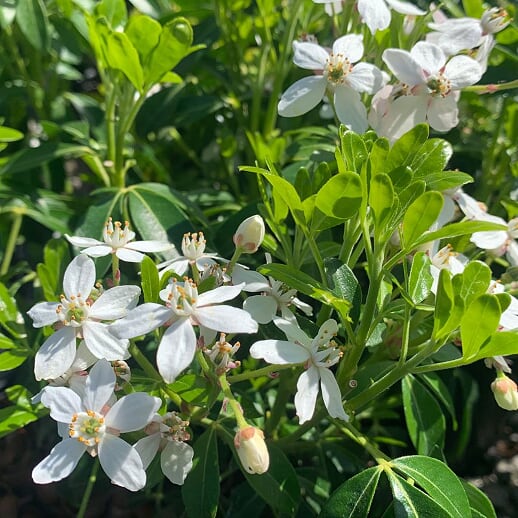 Al's Garden & Home generic Mexican Orange Choisya (Choisya ternata), 1 Gallon shrub