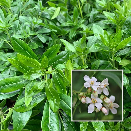 Al's Garden & Home generic Mexican Orange Choisya (Choisya ternata), 1 Gallon shrub