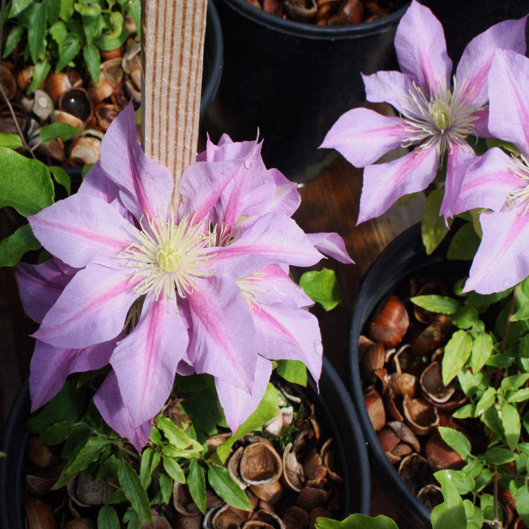Al's Garden & Home 'Boulevard Volunteer' Deciduous Clematis (Clematis), 1 Gallon vine