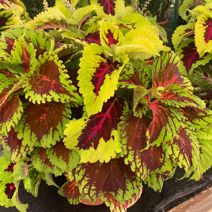 Seed Annuals 3 Pack (Assorted Varieties)