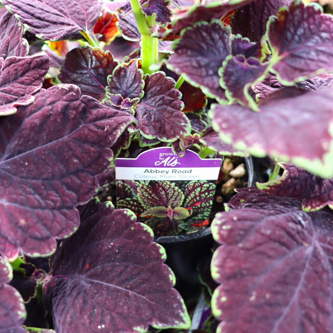 Coleus