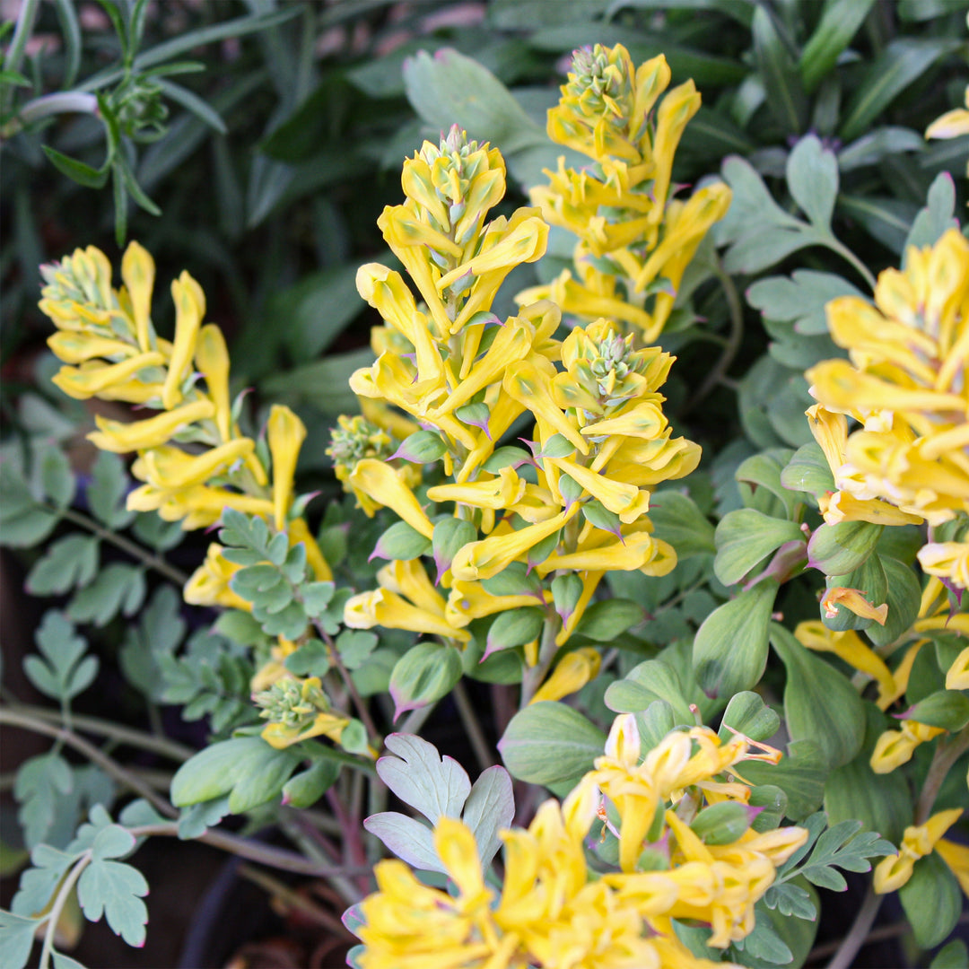 Corydalis