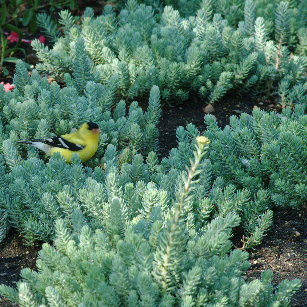Creeping Sedum