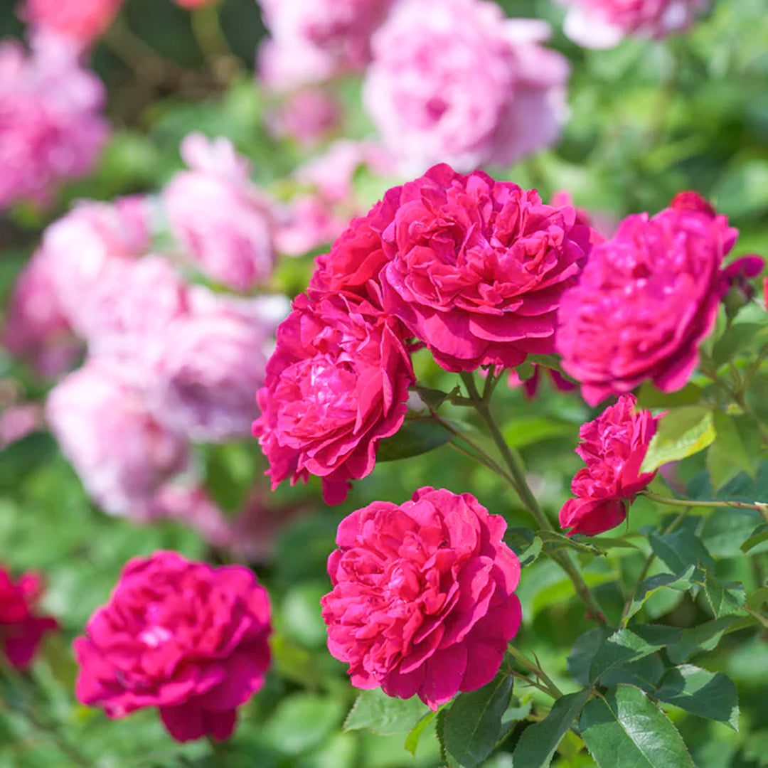Al's Garden and Home Rose