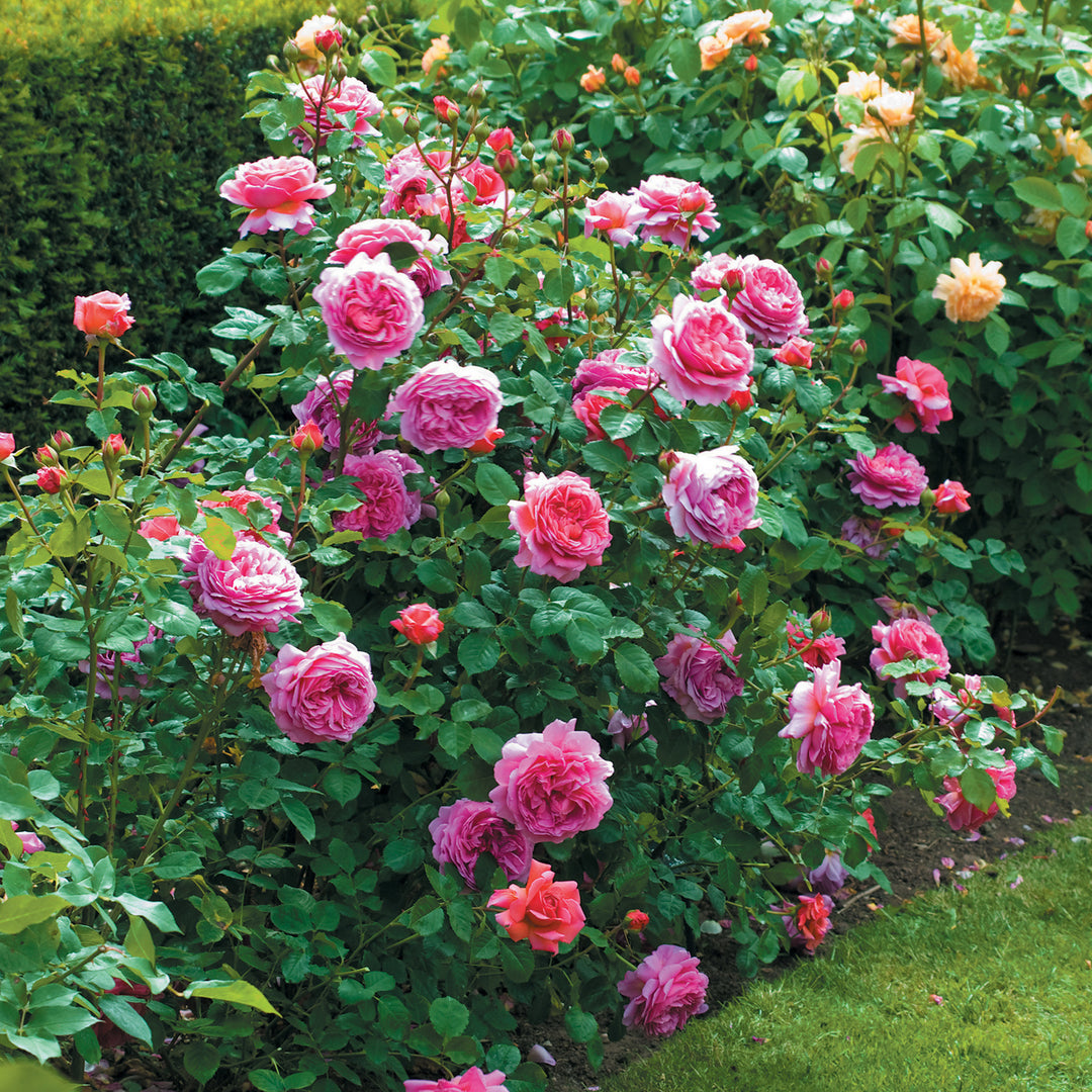 Al's Garden and Home Rose
