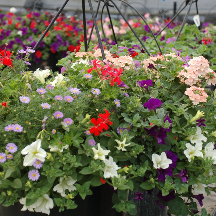 Al's Garden and Home City Hanging Basket