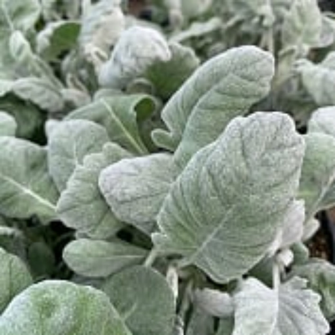 Al's Garden & Home generic Dusty Miller (Jacobaea maritima), 4 Inch annual
