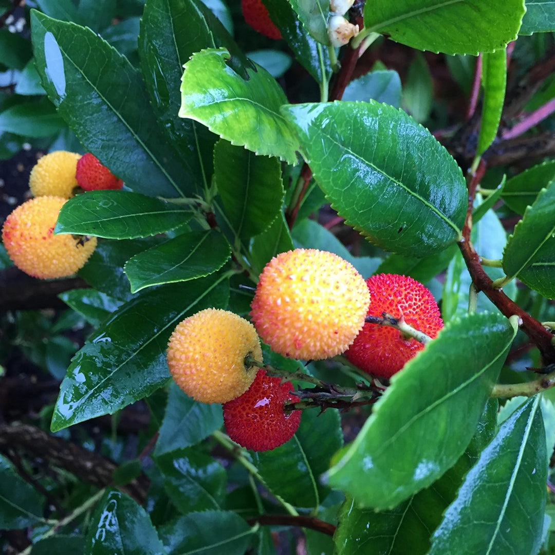 Al's Garden & Home 'Compacta' Dwarf Strawberry (Arbutus unedo), 1 Gallon edible tree shrub