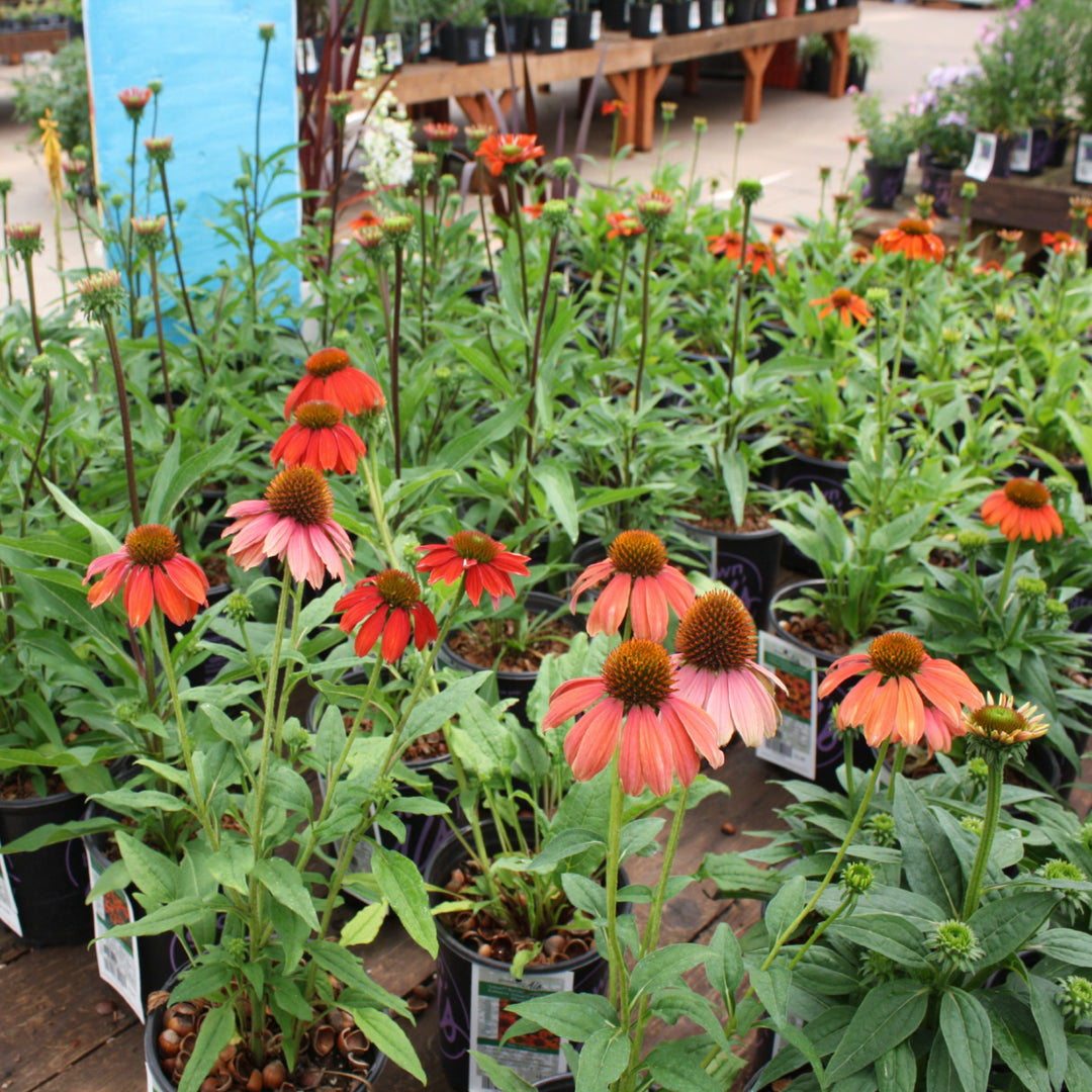 Al's Garden & Home 'Artisan Red Ombre' Coneflower (Echinacea), 1 Gallon perennial