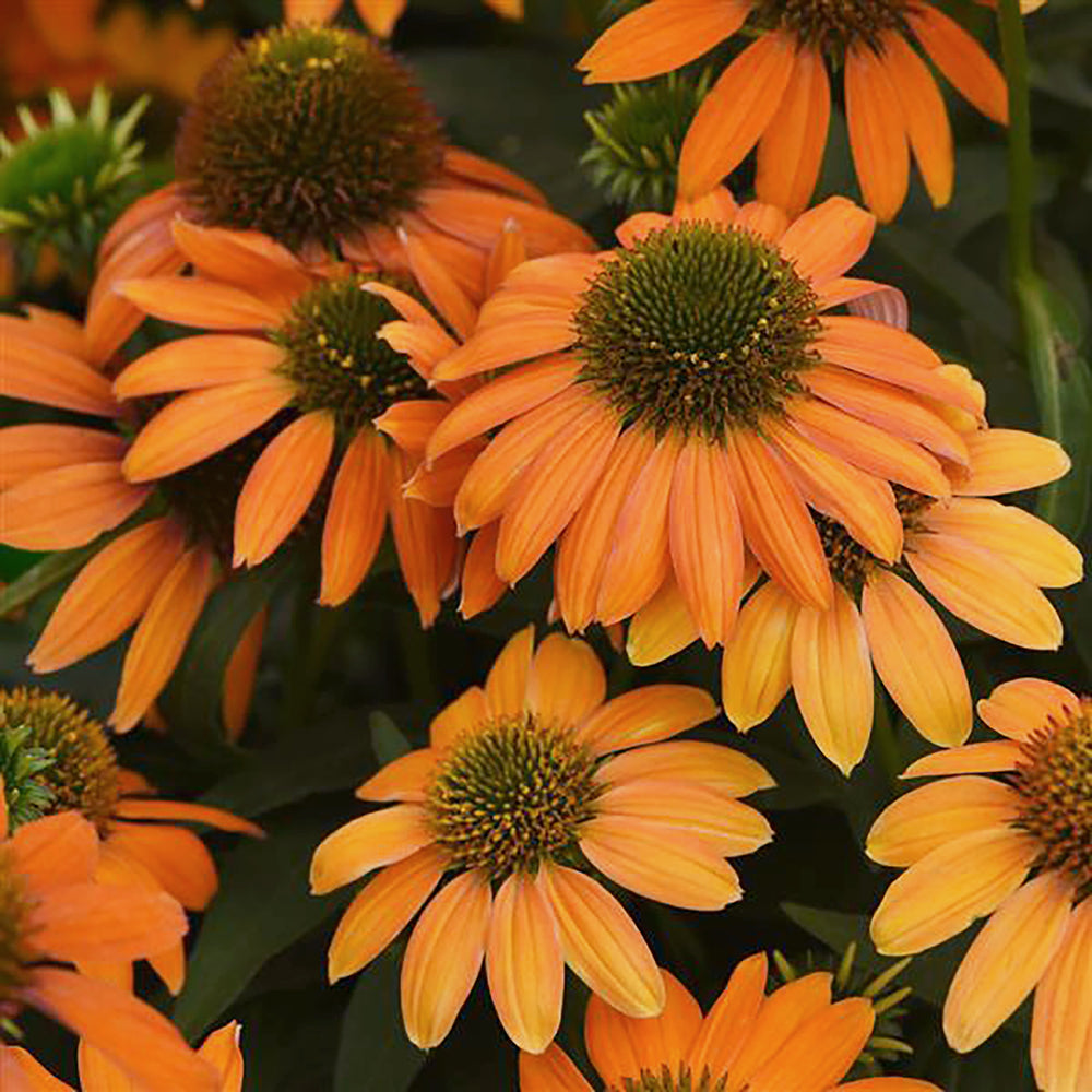 Al's Garden & Home 'Artisan Soft Orange' Coneflower (Echinacea), 1 Gallon perennial
