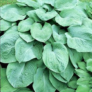 Hosta