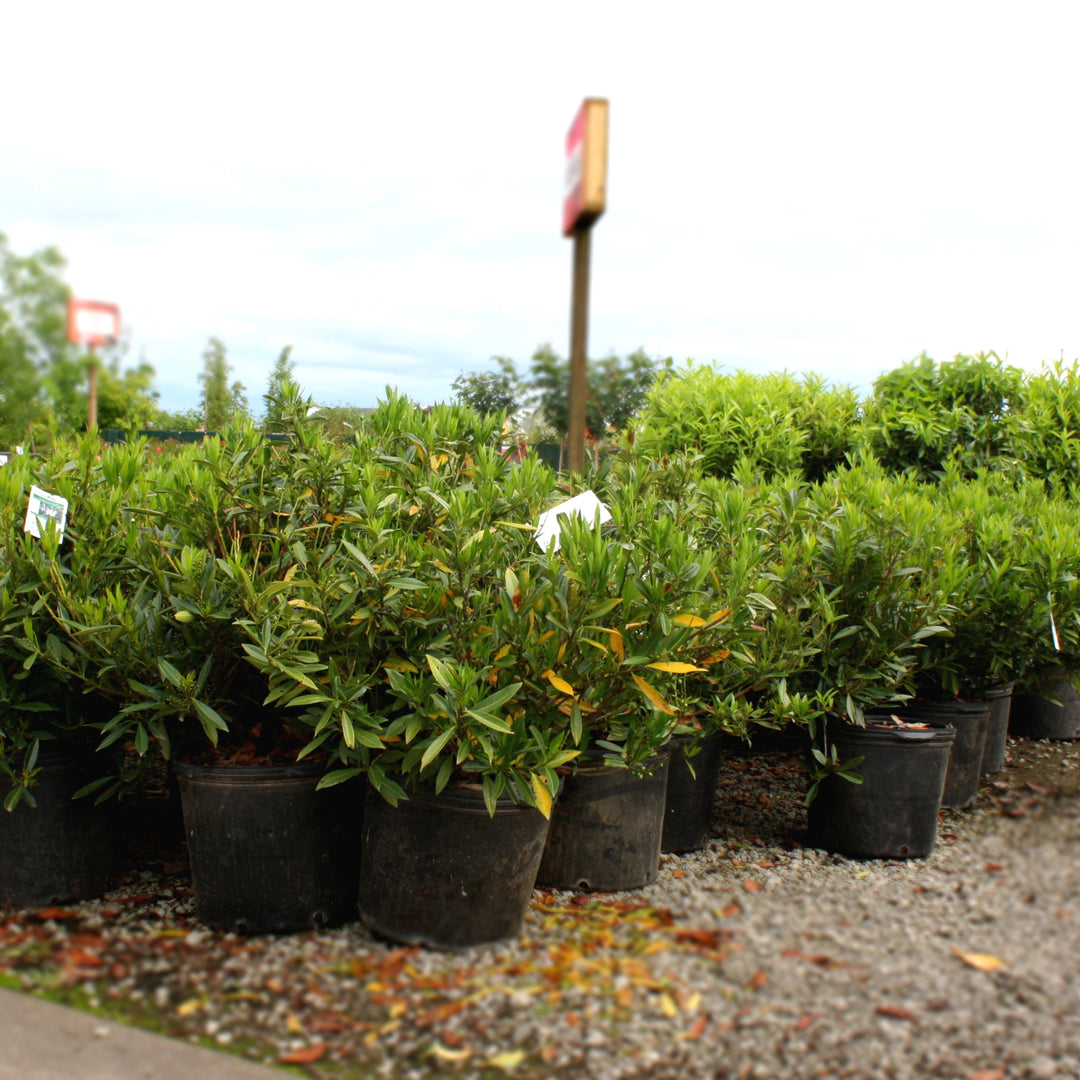 Al's Garden & Home 'Otto Luyken' English Laurel (Prunus laurocerasus), 7 Gallon shrub