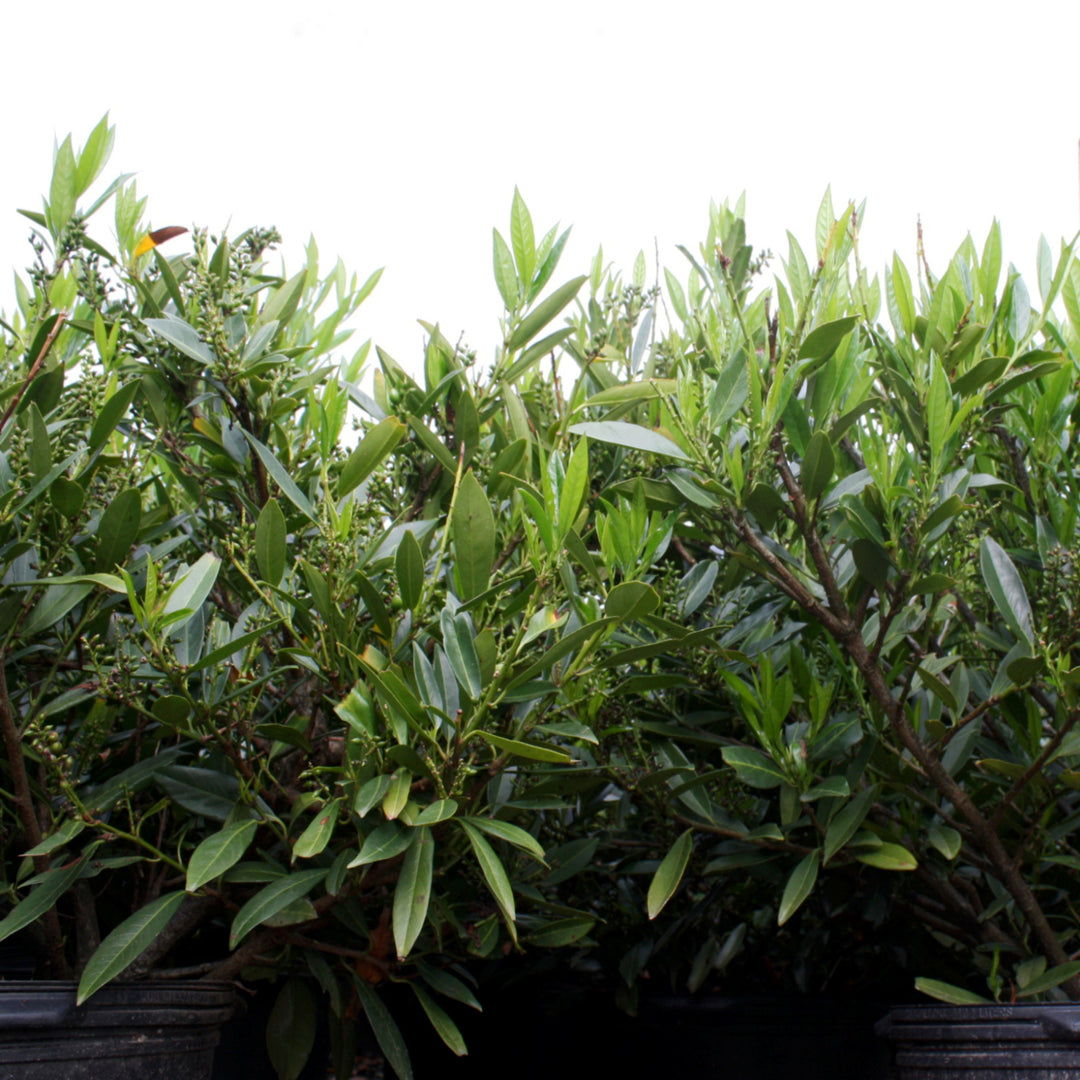 Al's Garden & Home 'Otto Luyken' English Laurel (Prunus laurocerasus), 7 Gallon shrub