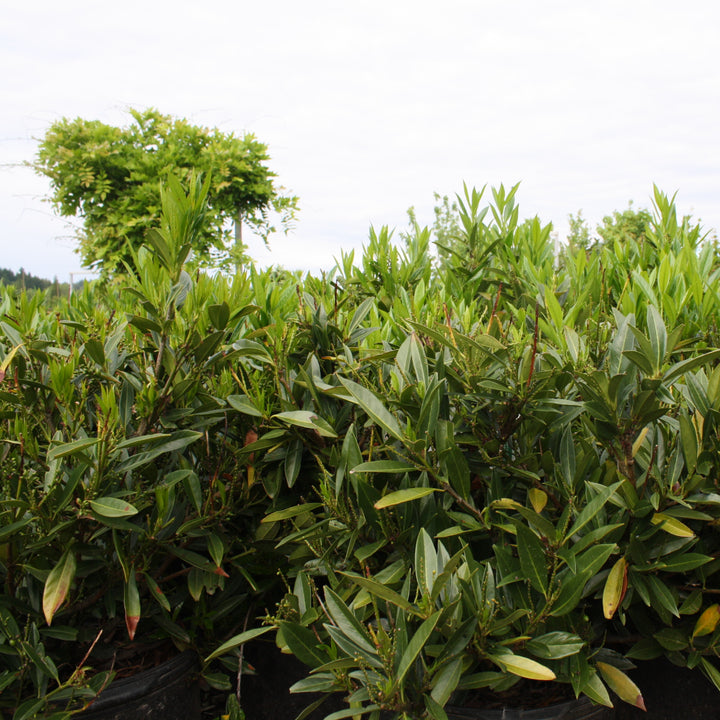Al's Garden & Home 'Otto Luyken' English Laurel (Prunus laurocerasus), 7 Gallon shrub