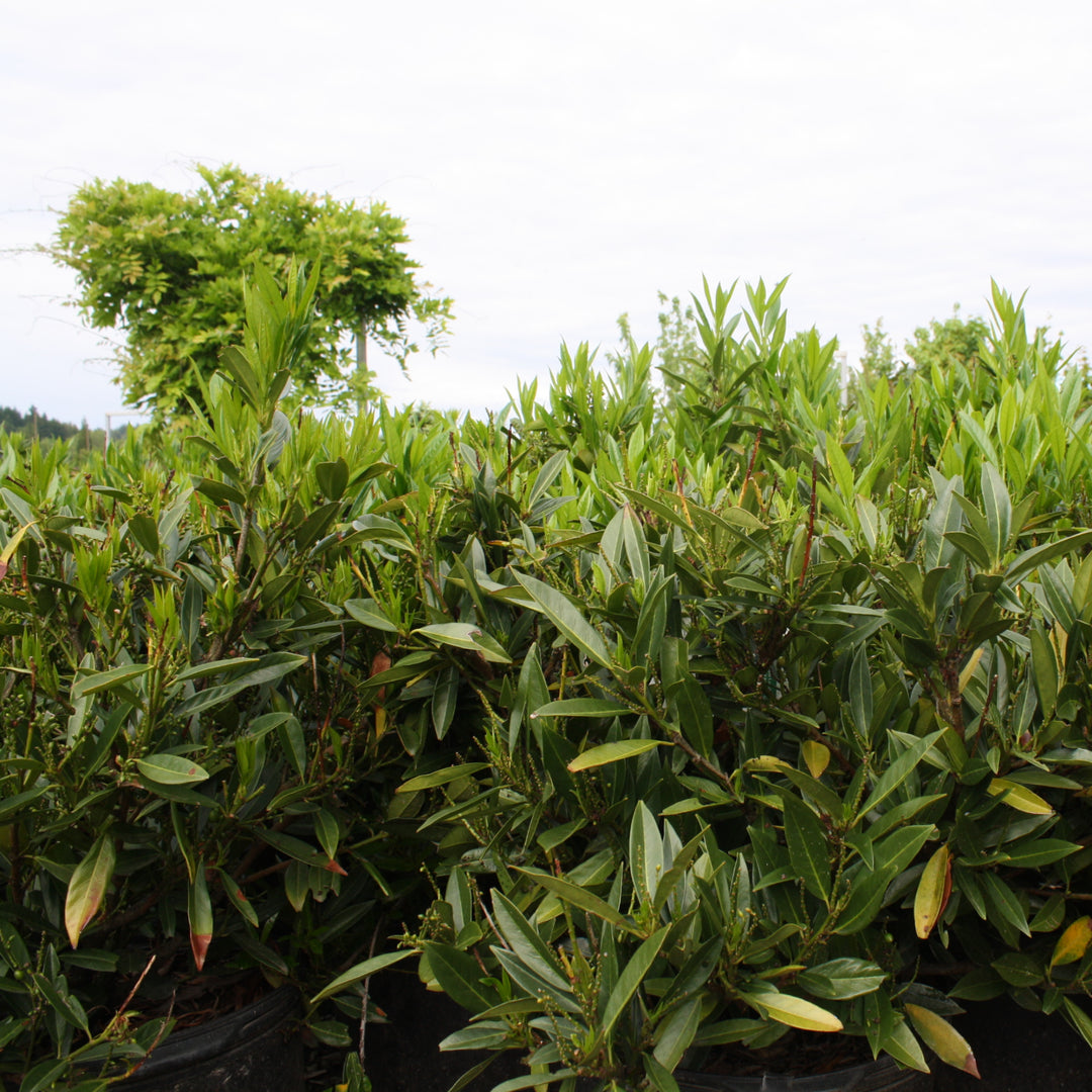Al's Garden & Home 'Otto Luyken' English Laurel (Prunus laurocerasus), 7 Gallon shrub