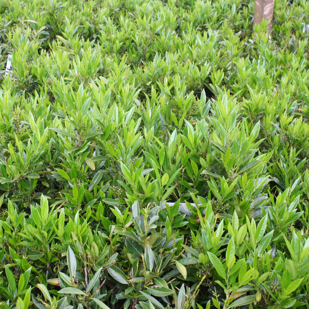 Al's Garden & Home 'Otto Luyken' English Laurel (Prunus laurocerasus), 7 Gallon shrub